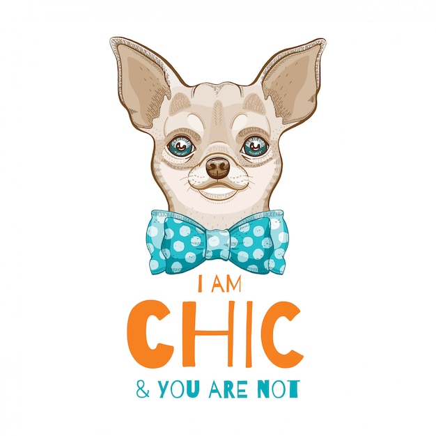 chihuahua doodle