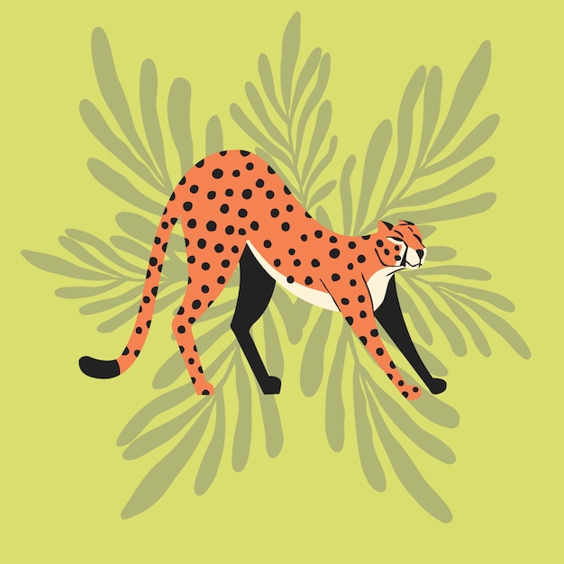 cheetah flat