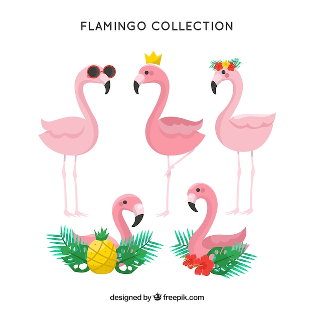 Cute Flamingo Vectors, Photos and PSD files | Free Download