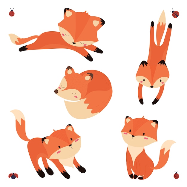 Image result for cute fox