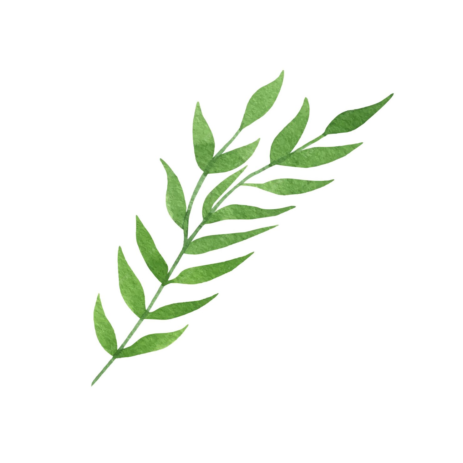 Premium Vector | Cute hand drawn green branch of leaves.