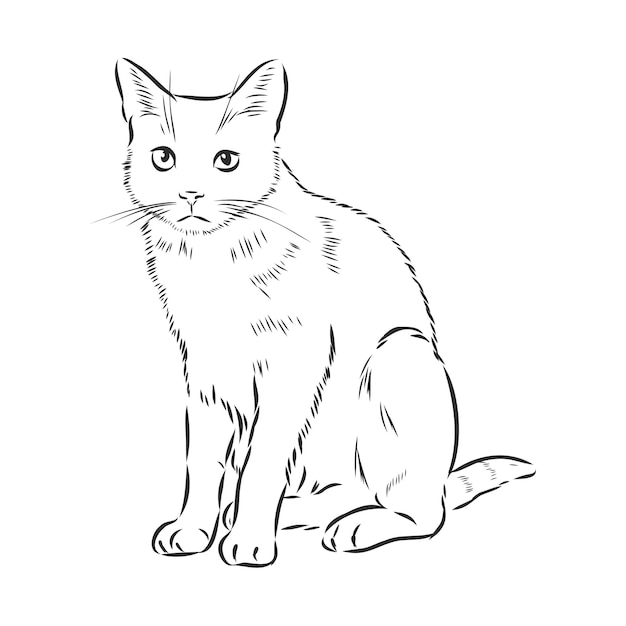 Premium Vector | Cute pet cat realistic vector sketch illustration