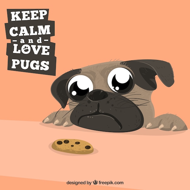 Cute pug looking at a cookie