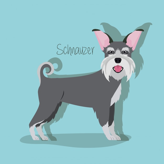 Premium Vector | Cute schnauzer dog pet character