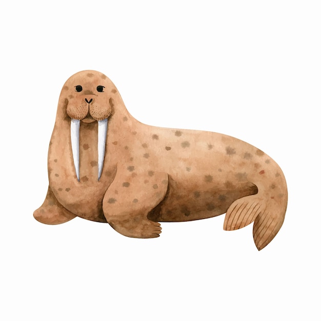 Premium Vector | Cute sea walruswatercolor illustration isolated on ...