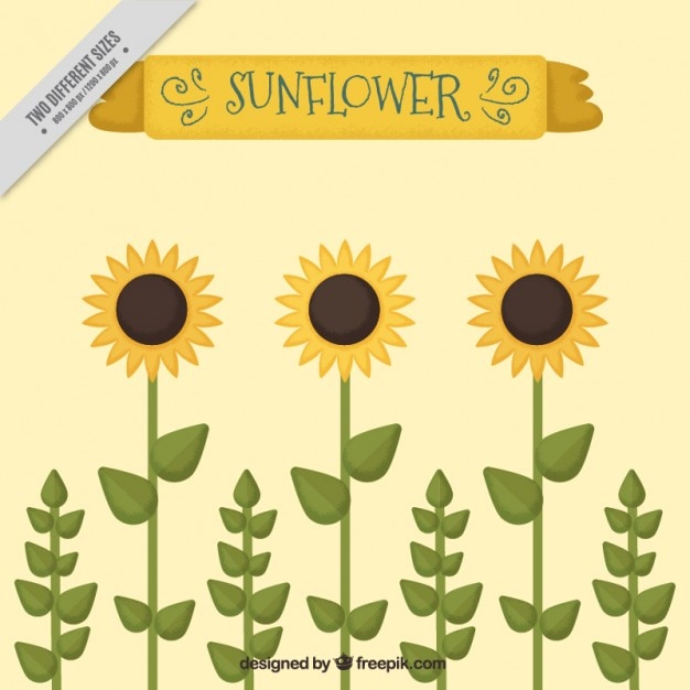 Cute sunflowers background