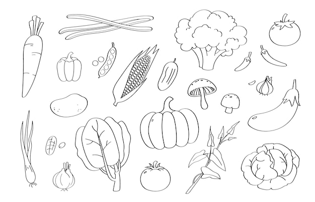 Premium Vector | Cute vegetable cartoon