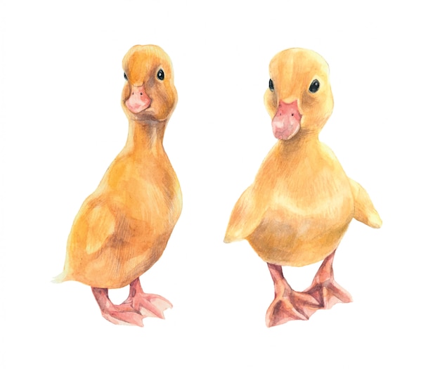 Premium Vector | Cute watercolor ducks