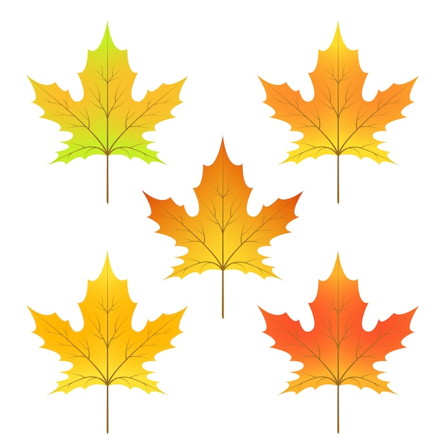 Premium Vector | Cycle of maple leaf isolated