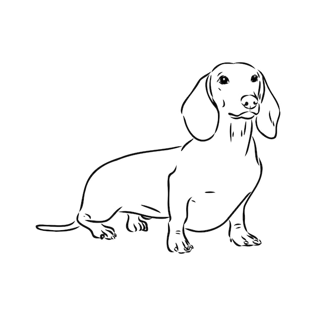 Premium Vector | Dachshund dog hand drawn vector illustration dachshund ...
