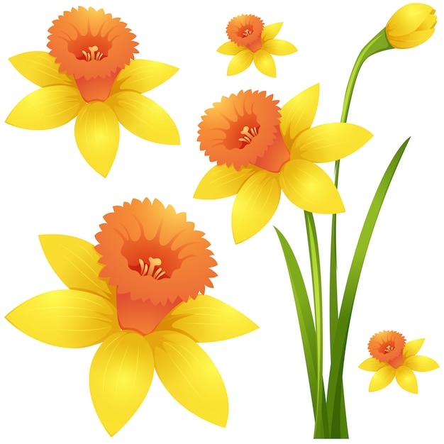 Daffodil flower in yellow color Vector | Free Download