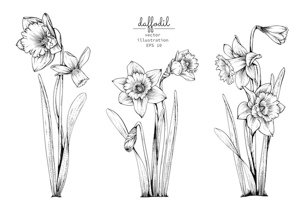 水仙の水仙の花の図案 プレミアムベクター