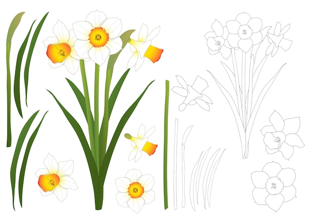 Free Free 71 Narcissus Flower Svg SVG PNG EPS DXF File