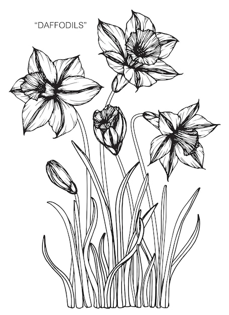 水仙の花の描画のイラスト プレミアムベクター