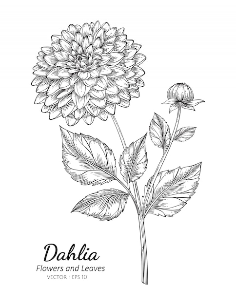 Premium Vector | Dahlia flower drawing illustration with line art on