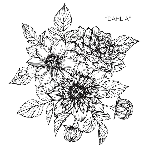 プレミアムベクター ダリアの花を描くイラスト
