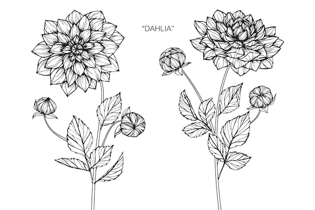 ダリアの花を描くイラスト プレミアムベクター
