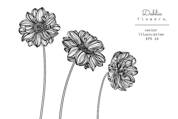 Premium Vector | Dahlia flower drawings