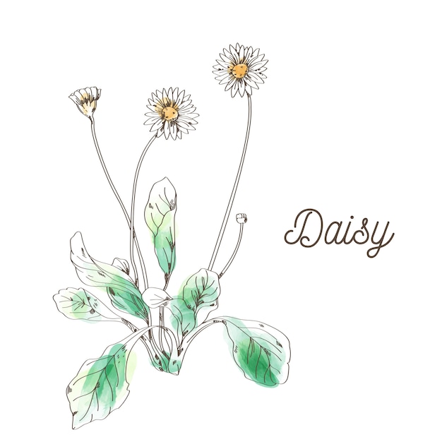 白い背景の上のデイジーの花の絵 プレミアムベクター
