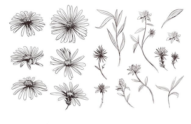 Premium Vector | Daisy flower. sketch illustration. vector outline set.