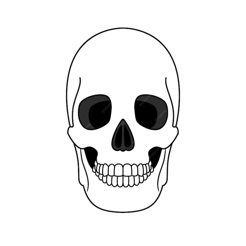 Premium Vector | Decoration from outline skull. anatomical correct ...