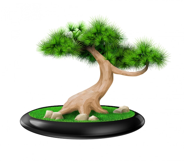 Decorative bonsai  tree pine in pot  Vector  Premium Download