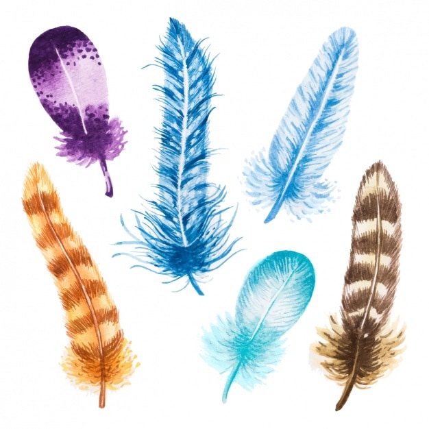 Decorative feathers collection Vector | Free Download