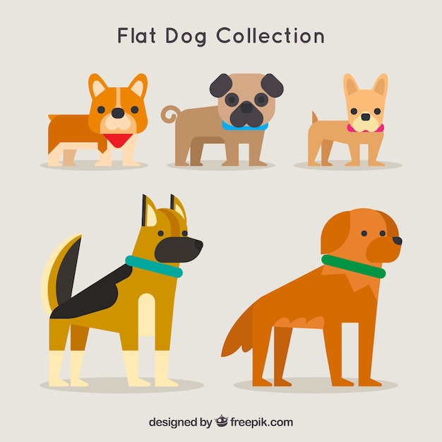 Decorative flat dogs with different
breeds