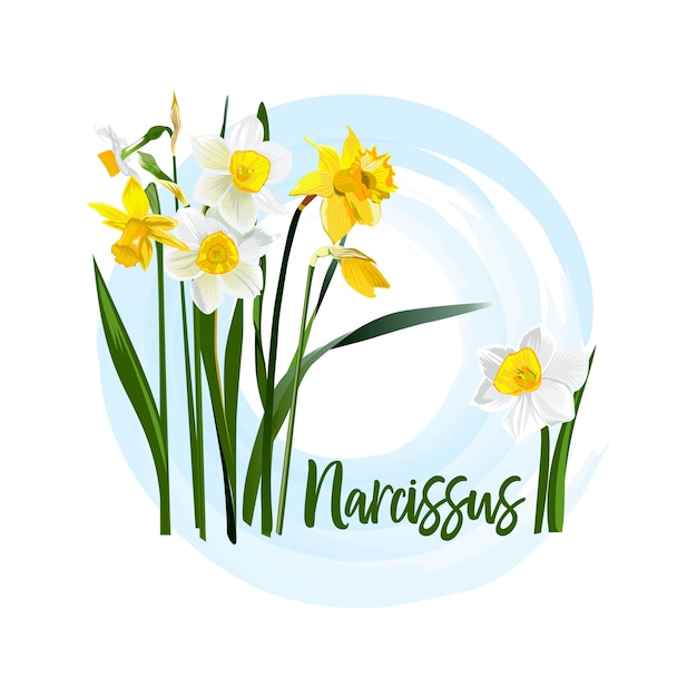 Download Decorative flower narcissus Vector | Premium Download