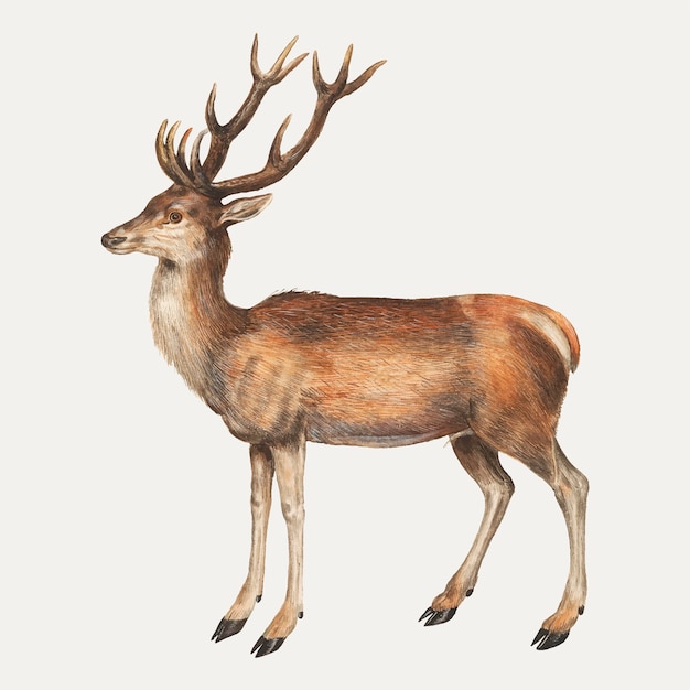 Free Vector | Deer in vintage style