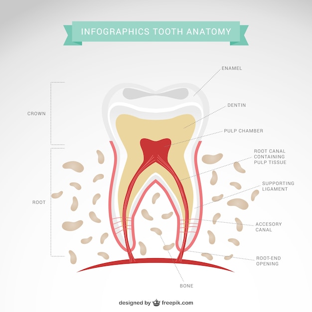 Dentist infographic