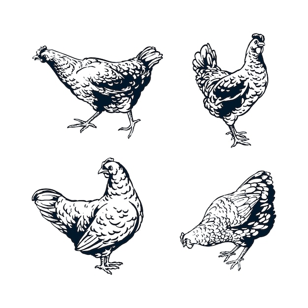 鶏のデザインイラスト プレミアムベクター