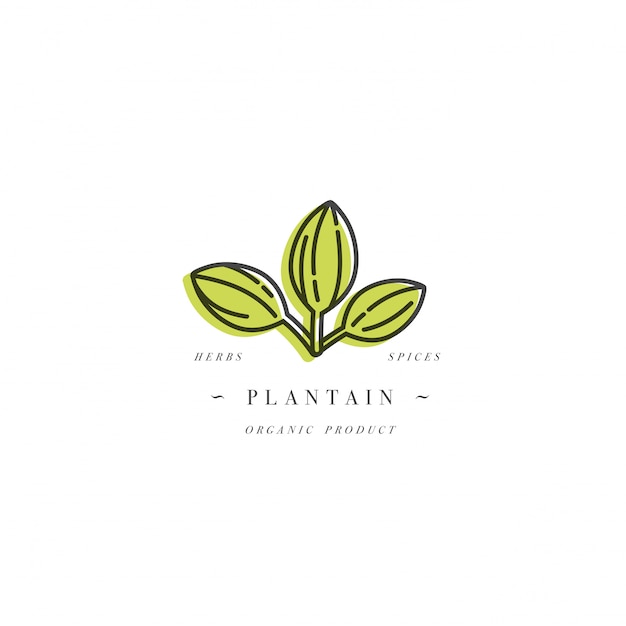 Download Free Design Template Logo And Emblem Healthy Herb Plantain Logo In Use our free logo maker to create a logo and build your brand. Put your logo on business cards, promotional products, or your website for brand visibility.