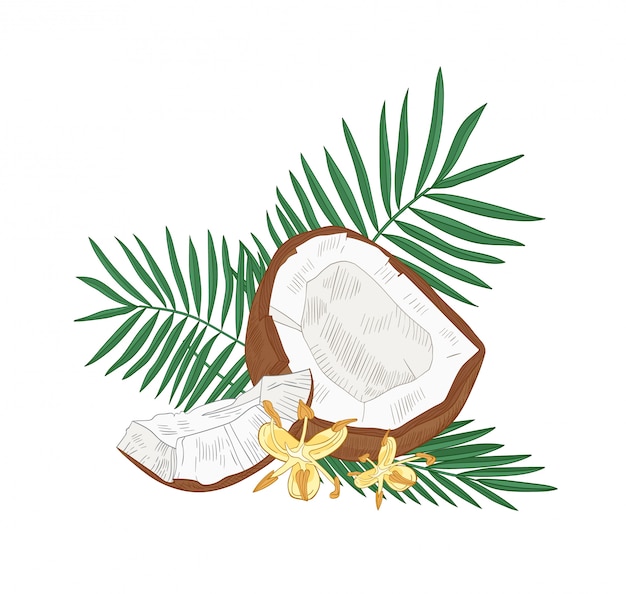 Premium Vector | Detailed botanical drawing of cracked coconut, palm ...