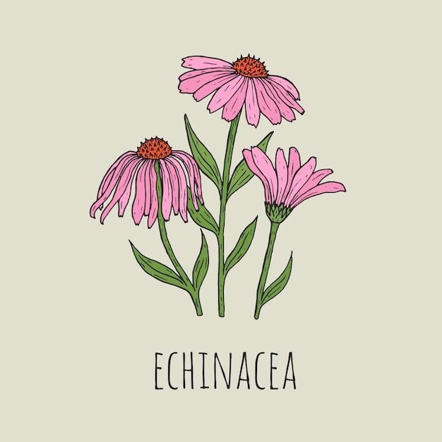 Premium Vector Detailed botanical drawing of elegant pink echinacea