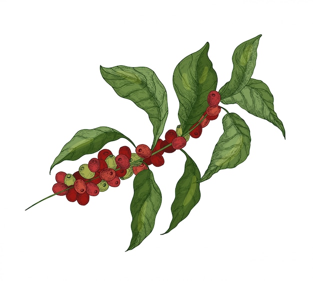 葉と熟した果物や白い背景で隔離の果実とコーヒーノキやコーヒーの木の枝の詳細な植物図 エレガントなビンテージスタイルで描かれた自然のイラストの手 プレミアムベクター