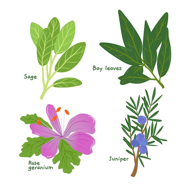 Free Vector | Detailed essential oil herb pack