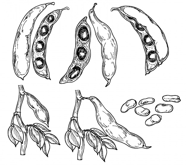 詳細な手描きのインゲン豆 葉の黒と白のイラストセット スケッチ マメ科作物 プレミアムベクター