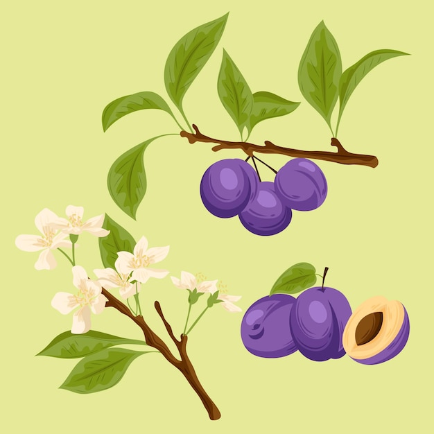 詳細な梅の果実と花のイラスト 無料のベクター