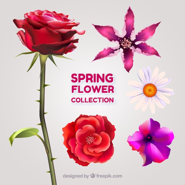Detailed spring flower collection