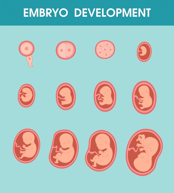 新生児の誕生までの母親の子宮内の胎児の発達 プレミアムベクター