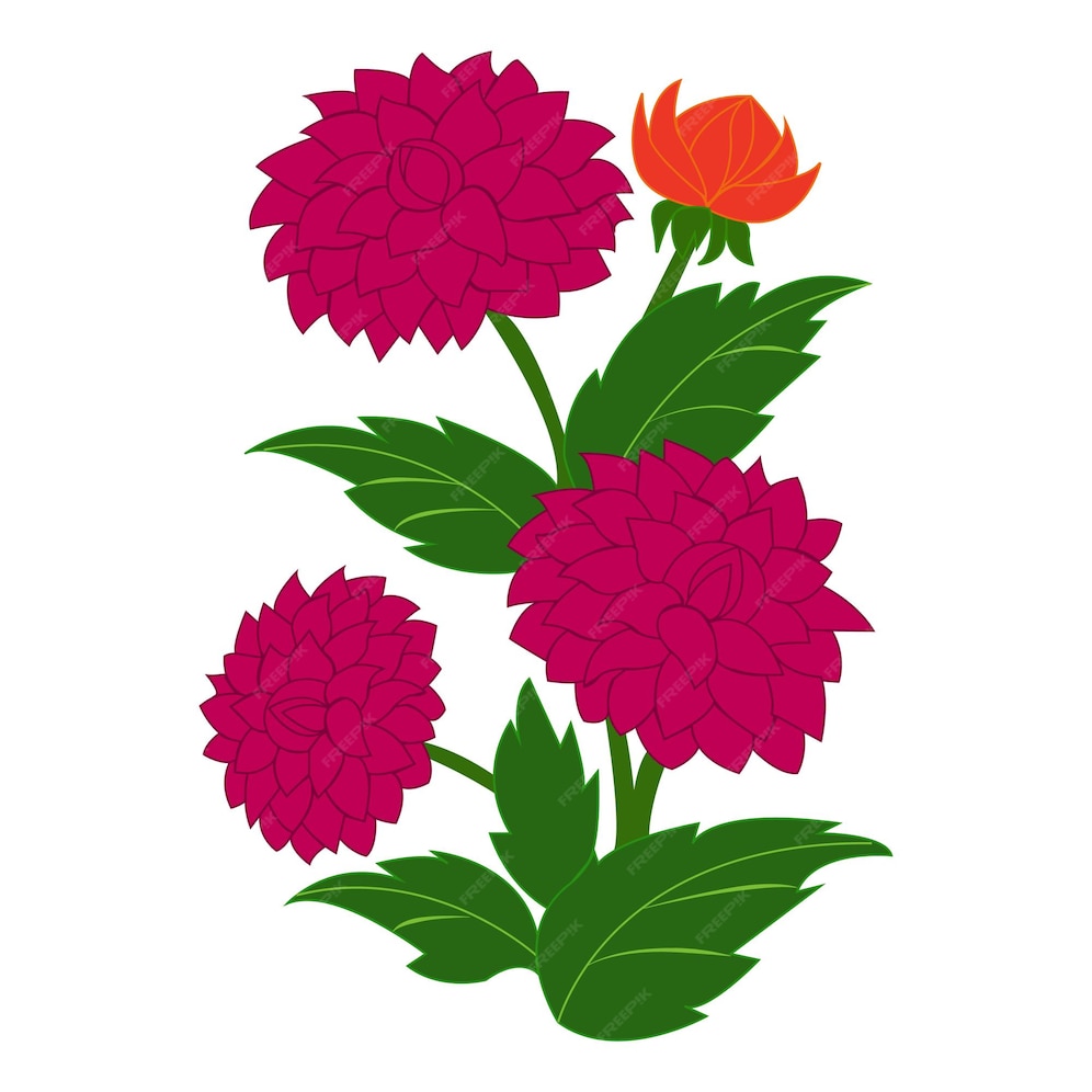 Premium Vector Dhalia flower floral design graphics vector illustration