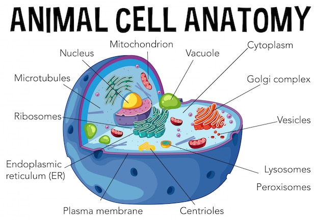 Premium Vector Diagram Of Animal Cell Anatomy