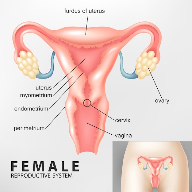 Cancer endometrial: simptome, risc, diagnostic și tratament