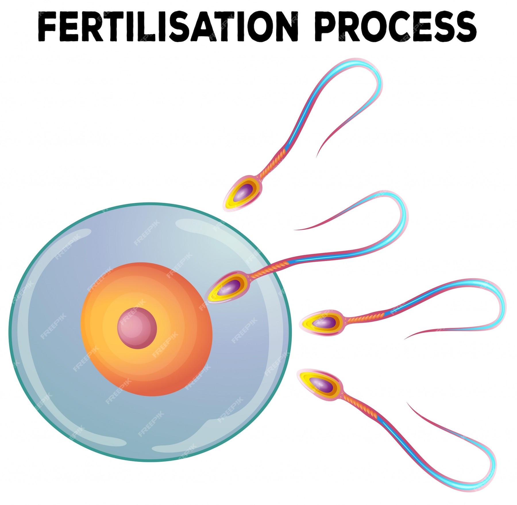 Premium Vector Diagram Of Fertilisation Process 