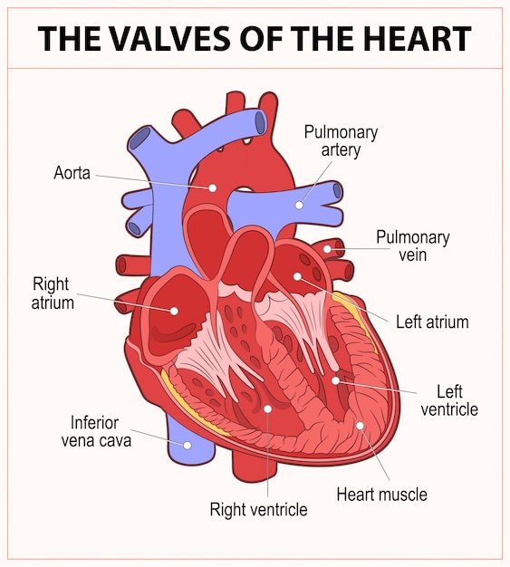 Diagram of human heart anatomy | Premium Vector