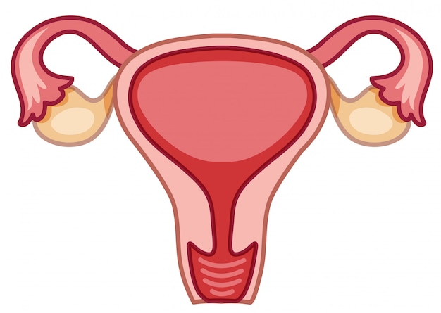 女性の子宮の図 プレミアムベクター