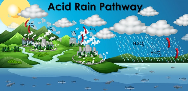 Diagram Showing Acid Rain Pathway