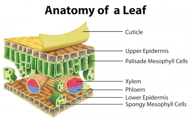 Free Vector | Diagram showing anatomy of a leaf