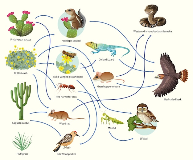 白い背景の上の動物の食物連鎖を示す図 無料のベクター